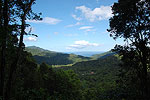 Dominica Forests